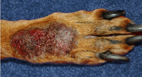 เปิด 5 สถิติน่ารู้ “หมาเลียขาจนเป็นแผล” อย่าปล่อยให้เป็นแค่ความเครียดธรรมดา (อัปเดท 2025)