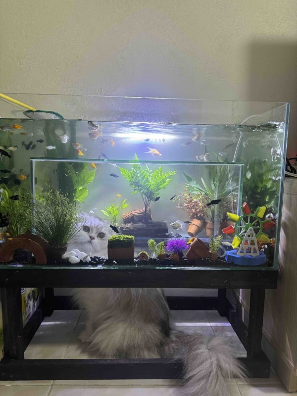 ตู้ปลา (แมวลอดได้) (อัปเดท 2025)