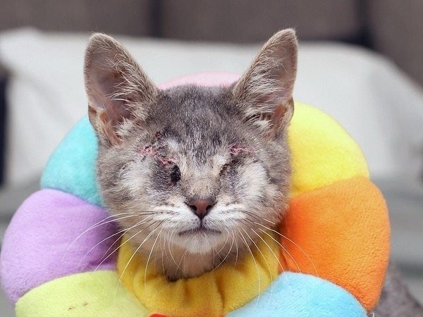 5 ข้อควรรู้! แมวตาบอดไม่ใช่จุดจบ ถ้ารู้วิธีดูแลให้เขาใช้ชีวิตได้อย่างแฮปปี้ (อัปเดท 2025)