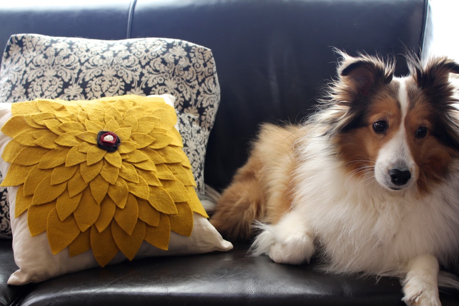 5 เรื่องที่คุณควรรู้ ถ้าอยากจัด “มุมโปรดสำหรับหมา” ให้ทั้งบ้านดูดีและน้องหมาสบาย (อัปเดท 2025)