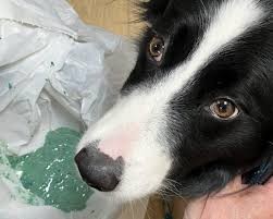 เปิด 5 สถิติน่ารู้ “พิษยาหนูในหมา” อันตรายถึงเลือดหยุดไหล อย่าคิดว่าไม่ร้ายแรง! (อัปเดท 2025)