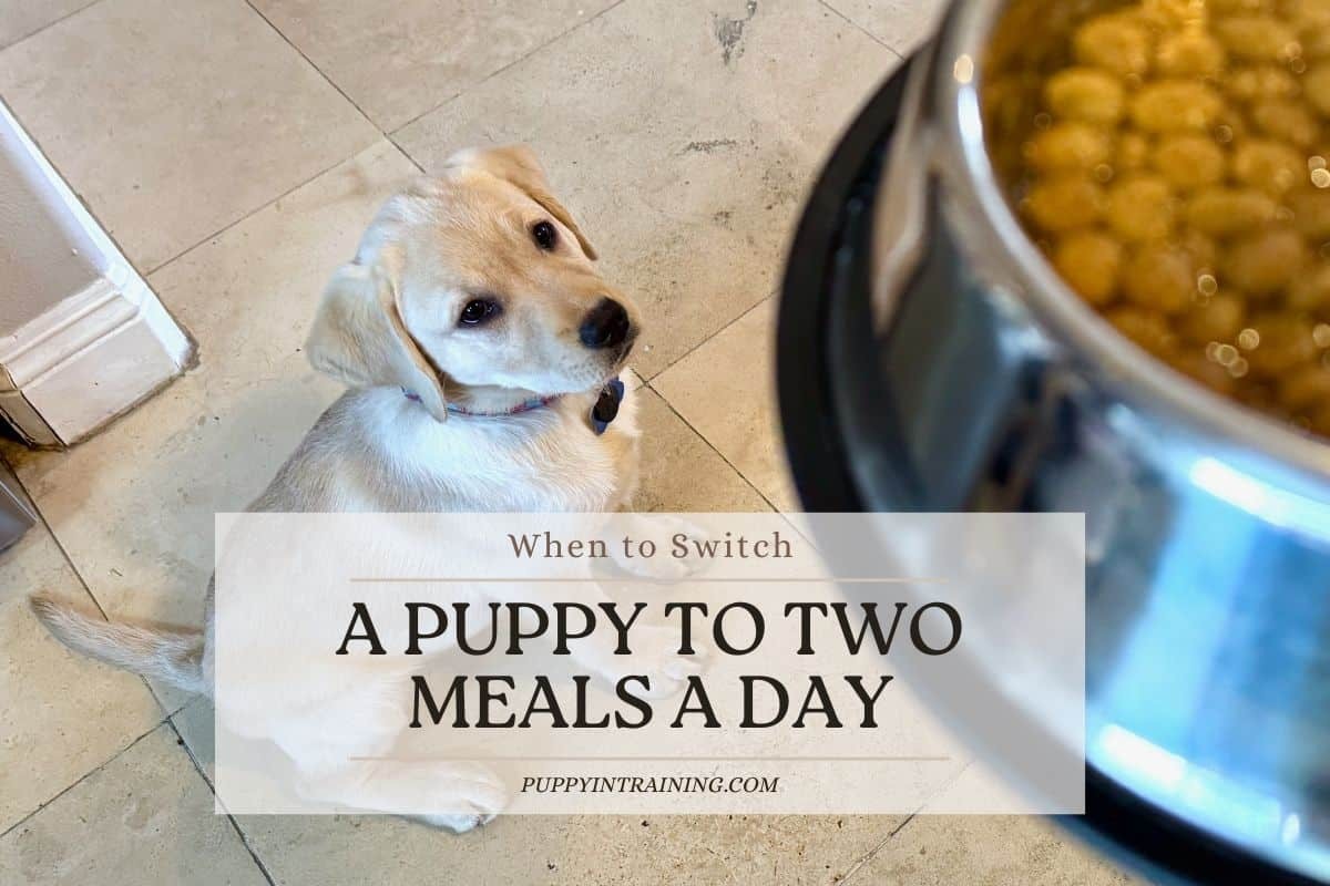 5 เรื่องน่าตกใจเกี่ยวกับ “อาหารลูกสุนัข” ที่เจ้าของมือใหม่ไม่เคยรู้ (อัปเดท 2025)