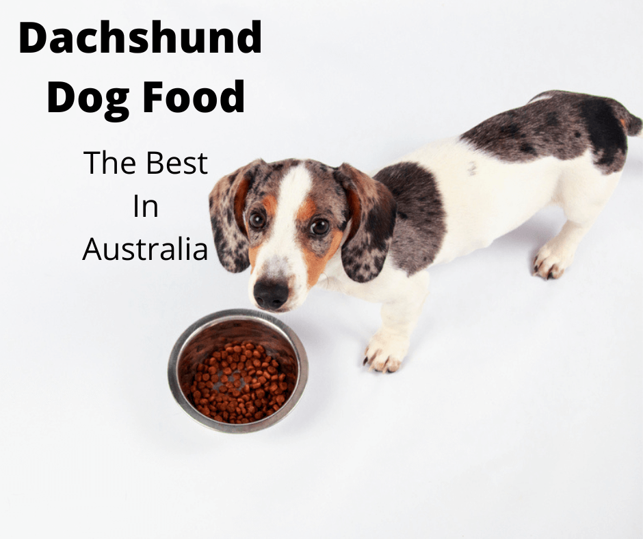 5 เรื่องอาหารสุนัขพันธุ์ดัชชุนด์ ที่เจ้าของไม่รู้ไม่ได้แล้ว! (อัปเดท 2025)