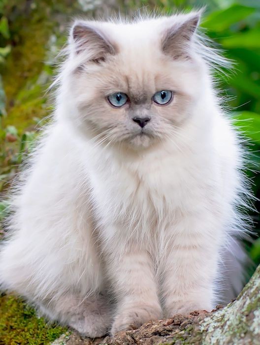 วิเคราะห์แมวจริงจัง 5 ข้อ! หิมาลายัน (Himalayan) แมวหน้าหวาน ขนนุ่ม สายขี้อ้อนตัวจริงเสียงจริง (อัปเดท 2025)