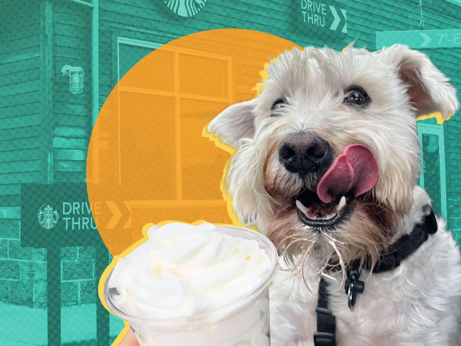 5 ความจริงน่าตกใจเกี่ยวกับ “ขนมสุนัข” ที่เจ้าของหมาไม่เคยรู้ (อัปเดท 2025)