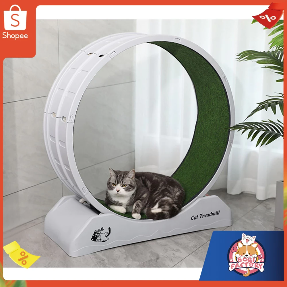 5 เหตุผลที่คุณควรเลือกซื้อ Boqi Factory ลู่วิ่งแมว (อัปเดท 2025)