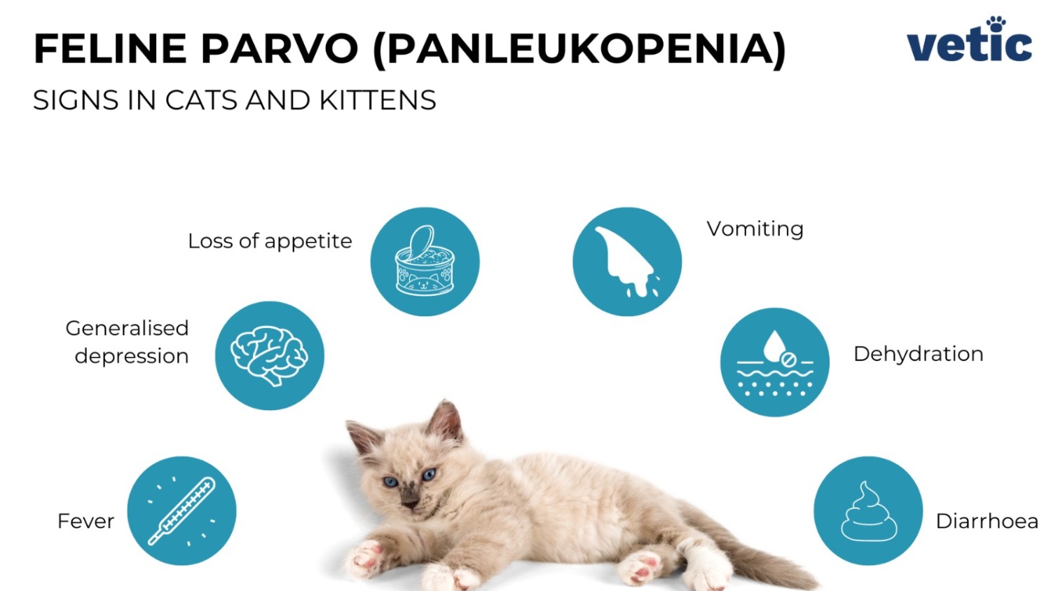 5 ข้อควรรู้! ไวรัสพาร์โวแมว (Feline Panleukopenia) ไม่ได้ติดบ่อย แต่ถ้าติดแล้ว…อันตรายถึงชีวิต (อัปเดท 2025)