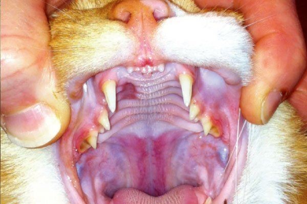 รู้ลึก 5 ข้อ! แมวซีดไม่ใช่เรื่องเล็ก เพราะอาจแอบเป็น “โรคโลหิตจาง” แบบที่คุณไม่เคยรู้ (อัปเดท 2025)