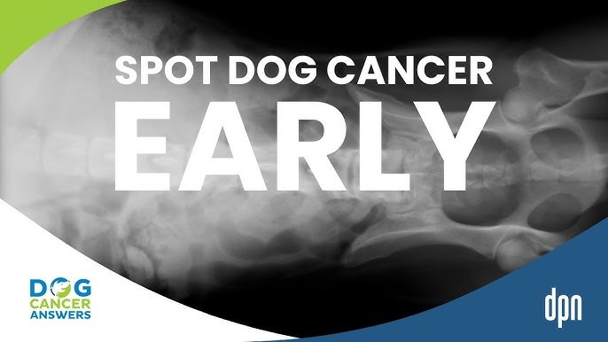 วิถีทาสหมา! 5 สัญญาณหมาอาจเป็นมะเร็ง (ที่คุณต้องรู้ก่อนจะสาย) (อัปเดท 2025)