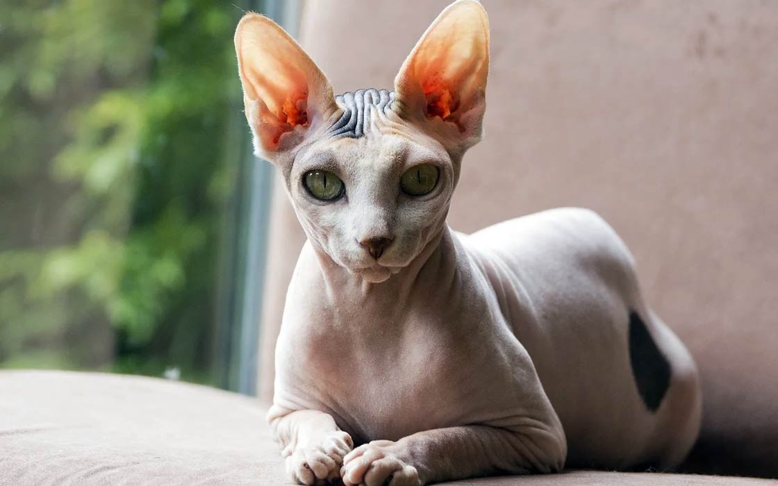 วิเคราะห์แมวจริงจัง 5 ข้อ ปีเตอร์บอลด์ (Peterbald) แมวไร้ขนผู้ฉลาด เก่ง ขี้อ้อนจนคุณต้องแพ้ใจ (อัปเดท 2025)