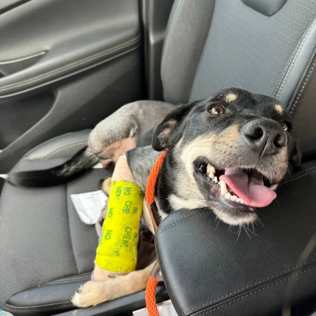 รู้ 5 เรื่องสำคัญ: วิธีดูแลน้องหมาที่เจ็บปวดให้กลับมายิ้มได้อีกครั้ง (อัปเดท 2025)