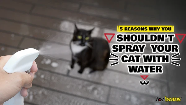 วิถีทาสแมวจริงจัง! 5 เหตุผลทำไมห้ามฉีดน้ำใส่แมวเด็ดขาด (แมวไม่ได้เรียนรู้ แต่นุดจะเสียใจ) (อัปเดท 2025)