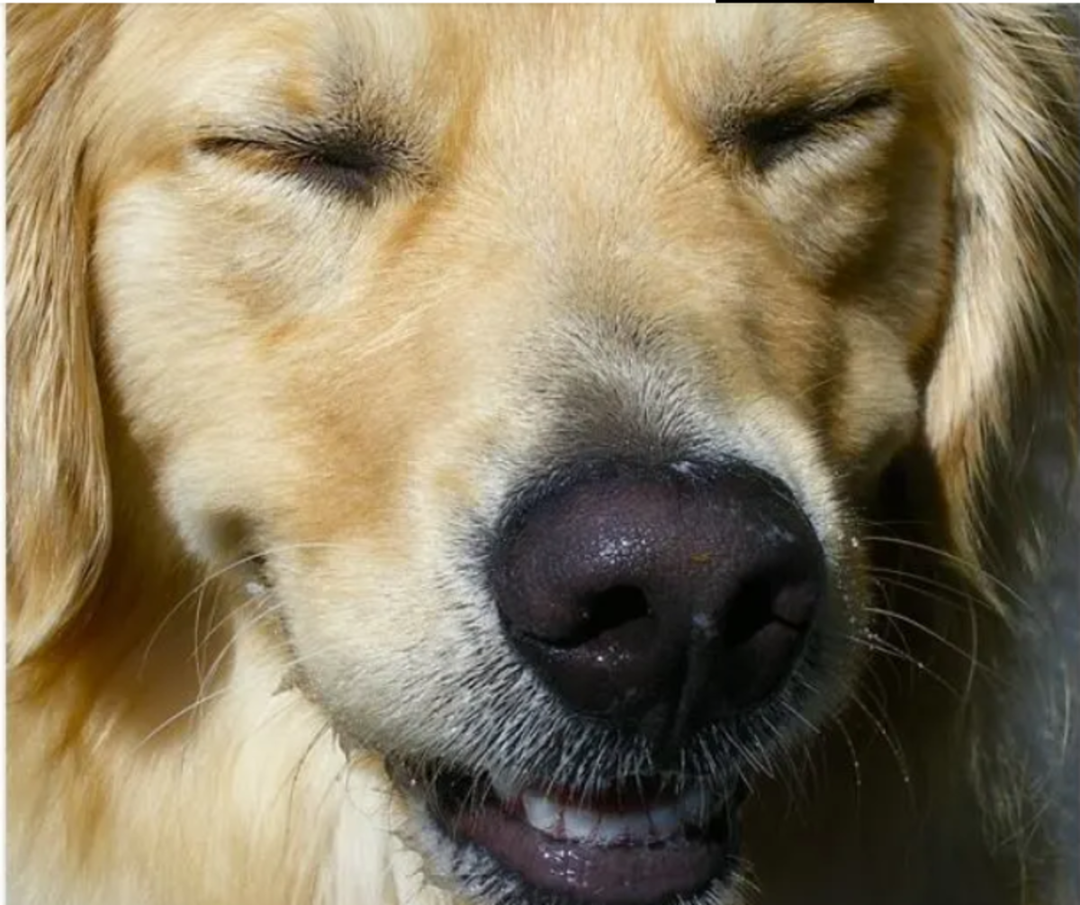 5 เรื่องที่คุณควรรู้ เมื่อน้องหมา “แยกเขี้ยว” เพราะไม่ใช่แค่จะกัดเสมอไป (อัปเดท 2025)