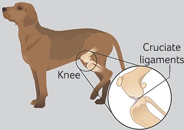5 เรื่องที่คุณควรรู้ ถ้าน้องหมาเจ็บขาเพราะเอ็นไขว้หน้าข้อเข่าฉีกขาด (Cruciate Ligament Injury) (อัปเดท 2025)