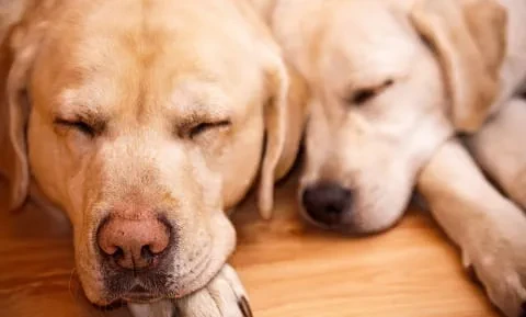 เปิด 5 สถิติน่ารู้ “แอสไพรินเป็นพิษในหมา” ยาแก้ปวดของคนที่อาจเปลี่ยนเป็นพิษเงียบถึงชีวิต (อัปเดท 2025)