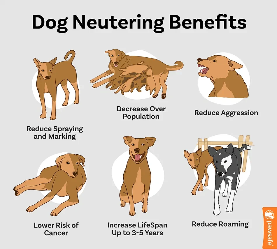 เปิด 5 สถิติน่ารู้ “ทำหมันหมาจำเป็นแค่ไหน?” ควรทำตอนไหน หรือลองปล่อยไว้ก่อนได้? (อัปเดท 2025)