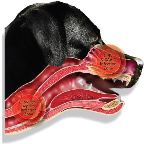 วิถีทาสหมา! 5 สัญญาณ “ไอกรนในหมา” ที่คุณต้องรู้ก่อนลุกลาม (ไอแค่ไหนถึงเรียกอันตราย?) (อัปเดท 2025)