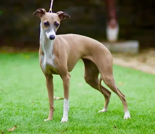 5 เรื่องที่คุณควรรู้ "หมาสายพันธุ์อิตาลี สวย เท่ ฉลาด และมีสไตล์แบบอิตาเลียนแท้ๆ" (อัปเดท 2025)