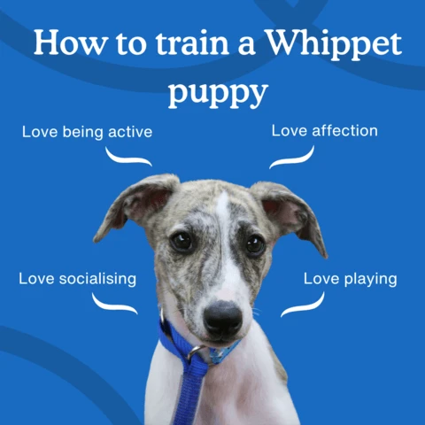 5 ทริคฝึก “วิปเพ็ท” (Whippet) ให้เชื่อฟังไวเหมือนสายฟ้า ไม่ต้องเหนื่อยวิ่งตาม! (อัปเดท 2025)