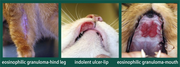 5 ข้อควรรู้! แมวเป็นแผลที่ปากหรือขาอาจไม่ใช่แค่แพ้ แต่คือ “Eosinophilic Granuloma Complex” โรคผิวหนังที่คุณต้องรู้จัก (อัปเดท 2025)