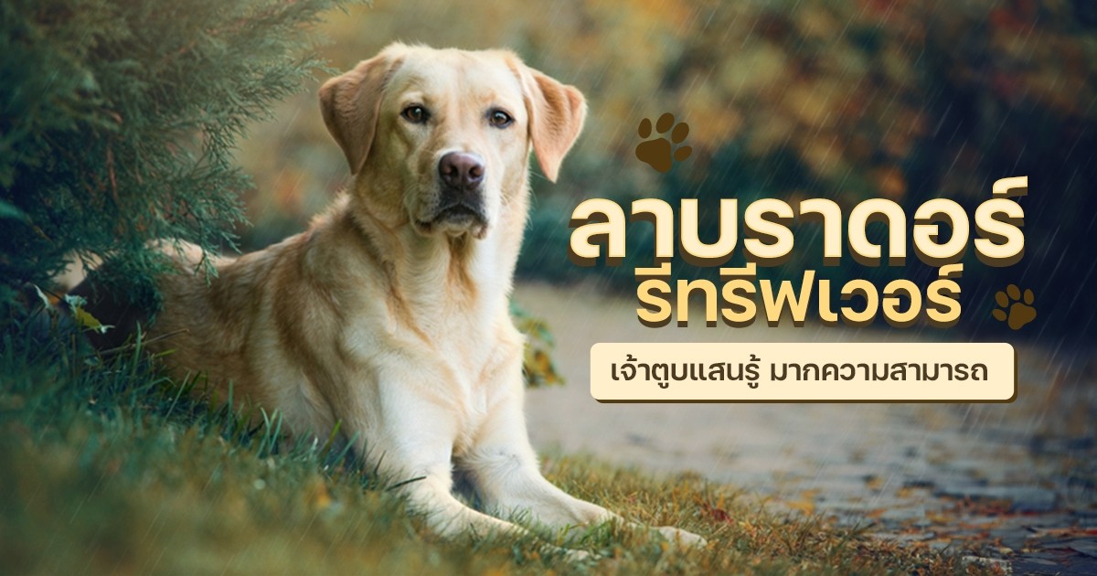 5 เรื่องที่คุณควรรู้ "หมาสายรักแมว รวมหมานิสัยดีที่อยู่กับเจ้าเหมียวได้แบบสันติภาพ" (อัปเดท 2025)