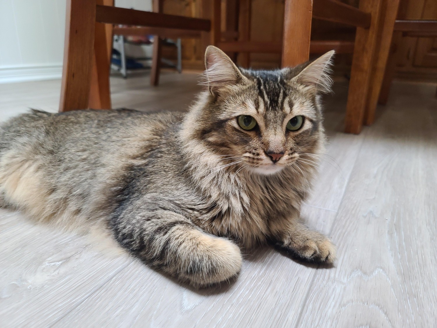 วิเคราะห์แมวจริงจัง 5 ข้อ พิกซี่บ็อบขนยาว (Pixiebob Longhair) เสือจิ๋วขนฟูผู้รักเจ้าของหมดใจ (อัปเดท 2025)