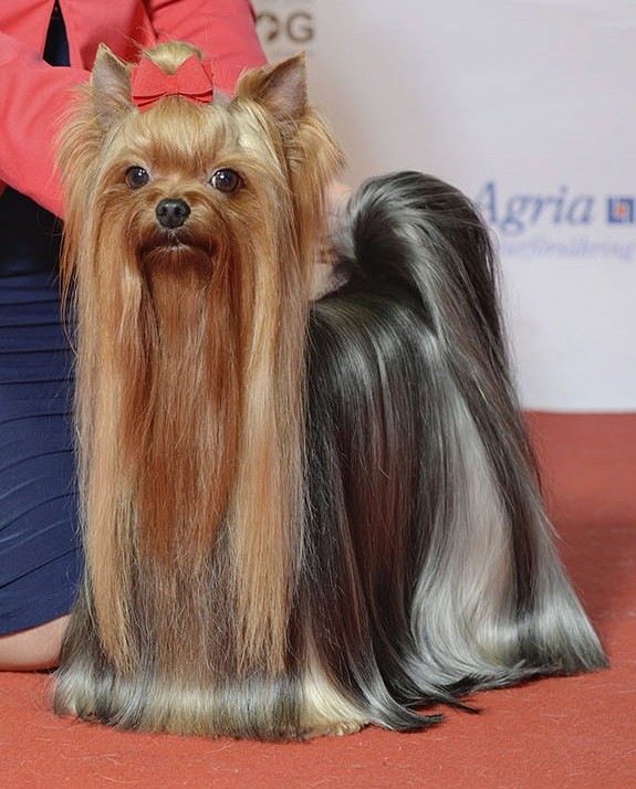 รวม 5 ข้อควรรู้ก่อนเลี้ยง “ยอร์คเชียร์ เทอร์เรียร์ (Yorkshire Terrier)” หมาตัวจิ๋วหัวใจใหญ่มาก ขี้อ้อน ฉลาด และแฟชั่นจัดสุดในวงการ (อัปเดท 2025)