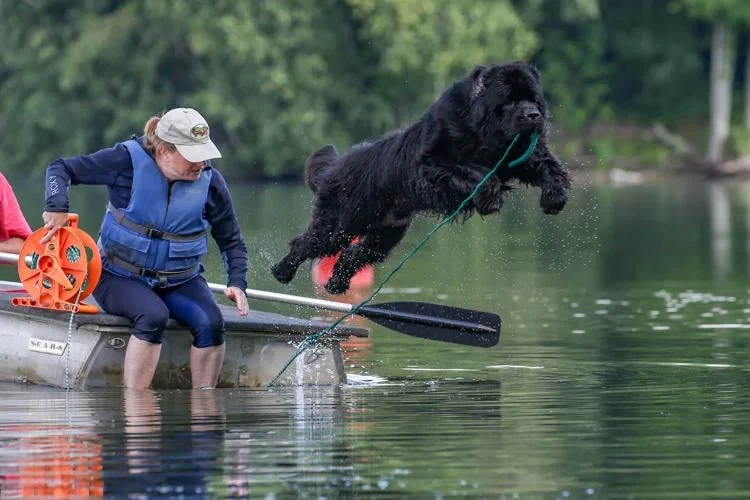 5 ทริคฝึก “นิวฟันด์แลนด์” (Newfoundland) ให้เชื่อฟังเหมือนฮีโร่สายกู้ภัย แต่แสนสุภาพในบ้าน! (อัปเดท 2025)