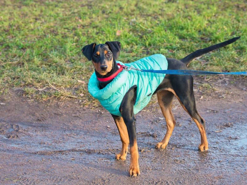 รวม 5 ข้อควรรู้ก่อนเลี้ยง “เยอรมัน พินเชอร์” หมาคล่องแคล่ว ฉลาดเฉียบ เห่าตรงประเด็น และหล่อแบบมินิมอล (อัปเดท 2025)