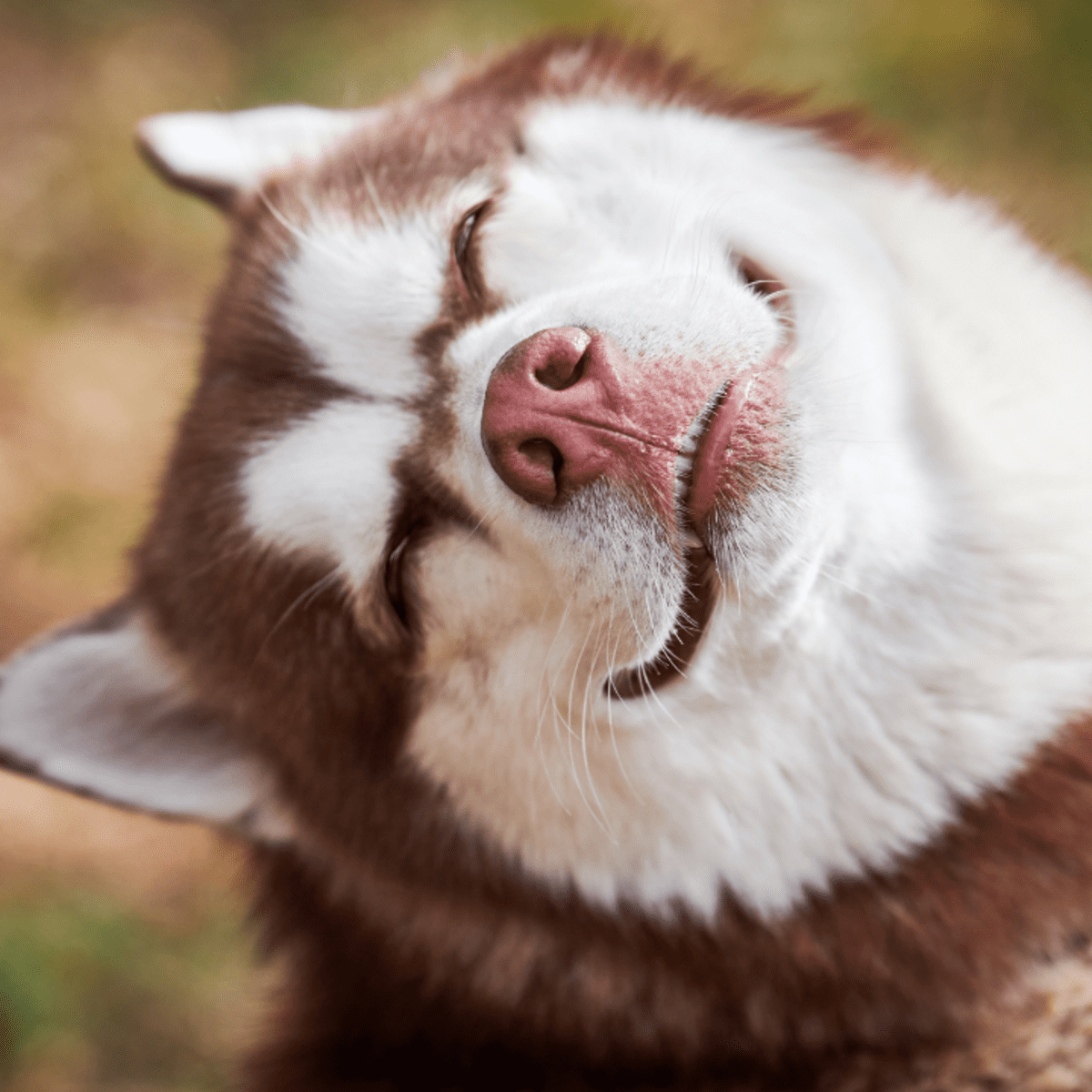 รวม 5 ข้อควรรู้ก่อนเลี้ยง “ไซบีเรียน ฮัสกี้ (Siberian Husky)” หมาหล่อ ขนฟู ขี้เล่น ซนจัดระดับเทพ และรักอิสระแบบสุดทาง (อัปเดท 2025)