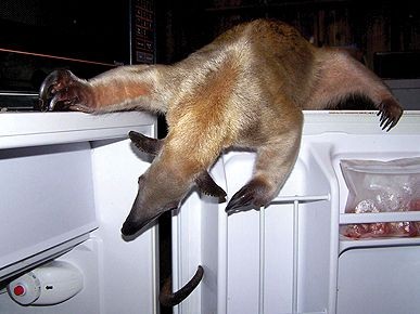 รู้ 5 เรื่องสำคัญ ก่อนตัดสินใจเลี้ยงสัตว์แปลกในคอนโดหรือบ้านพื้นที่จำกัด (อัปเดท 2025)