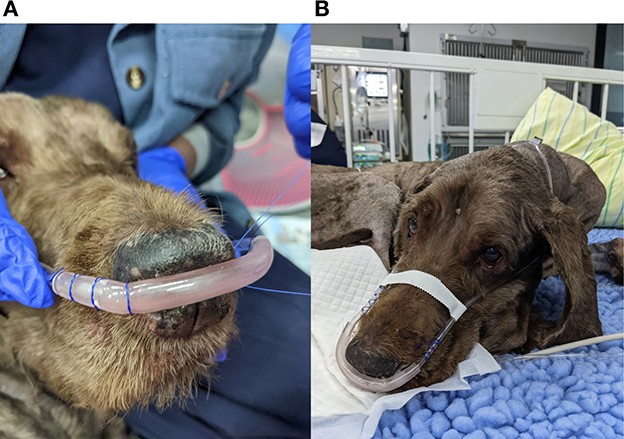 เปิด 5 สถิติน่ารู้ “ภาวะหายใจล้มเหลวเฉียบพลันในหมา” อาการหนักที่เจ้าของต้องรู้ทัน! (อัปเดท 2025)