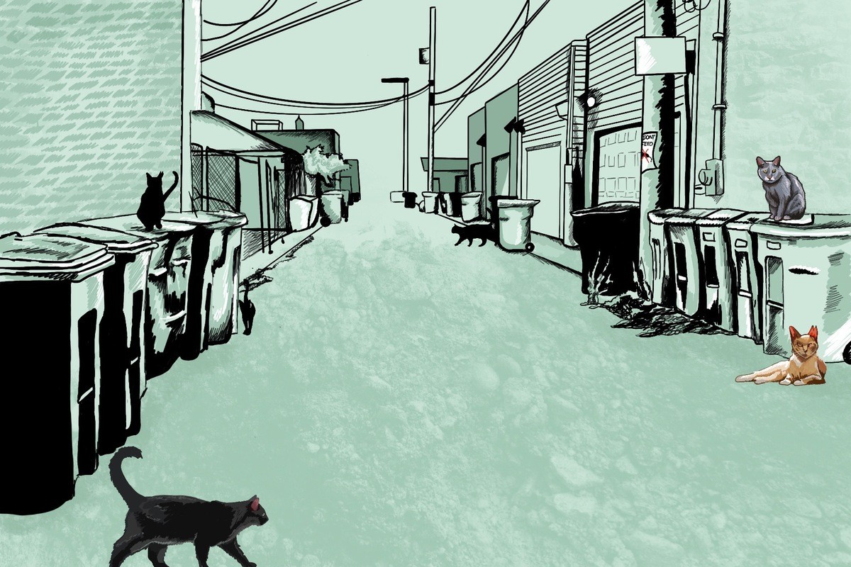 5 ข้อควรรู้! เจอแมวจรไม่ใช่เรื่องบังเอิญ แต่อาจเป็นพรจากจักรวาล (ที่คุณต้องพร้อมรับมือ) (อัปเดท 2025)