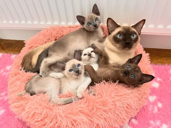 วิเคราะห์แมวจริงจัง 5 ข้อ! ทำไมโทนคิสนีส (Tonkinese) ถึงเป็นแมวสายพันธุ์ที่คนรักแมวห้ามพลาด (อัปเดท 2025)
