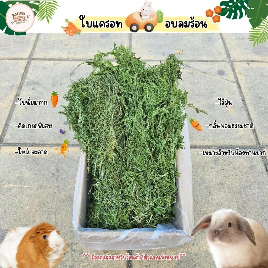 5 เหตุผลที่คุณควรเลือกซื้อ "ใบแครอทอบแห้ง เกรดพรีเมี่ยม ล็อตใหม่ล่าสุด ใบนิ่ม ปลอดสารพิษ สำหรับกระต่ายและสัตว์ฟันแทะทุกชนิด อาหารสัตว์เล็ก (Ratima)" (อัปเดท 2025)