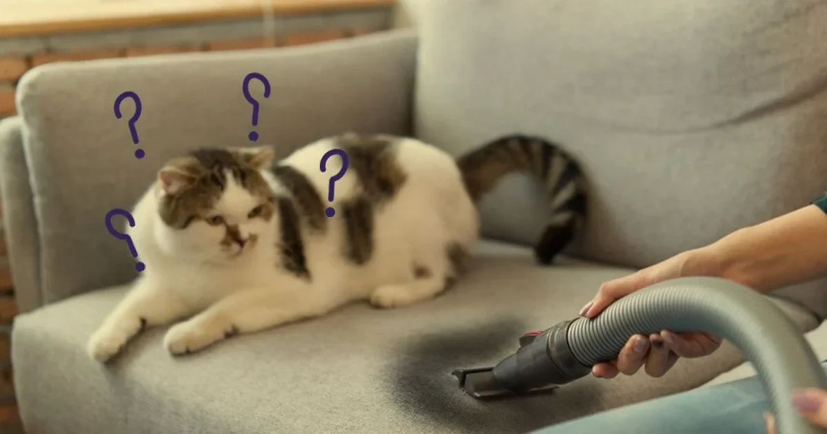 ( อัปเดท 2025)วิถีทาสแมวจริงจัง! 5 วิธีจัดการกลิ่นฉี่แมวแบบมือโปร (ไม่เหลือกลิ่น ไม่เหลือรอย) (อัปเดท 2025)