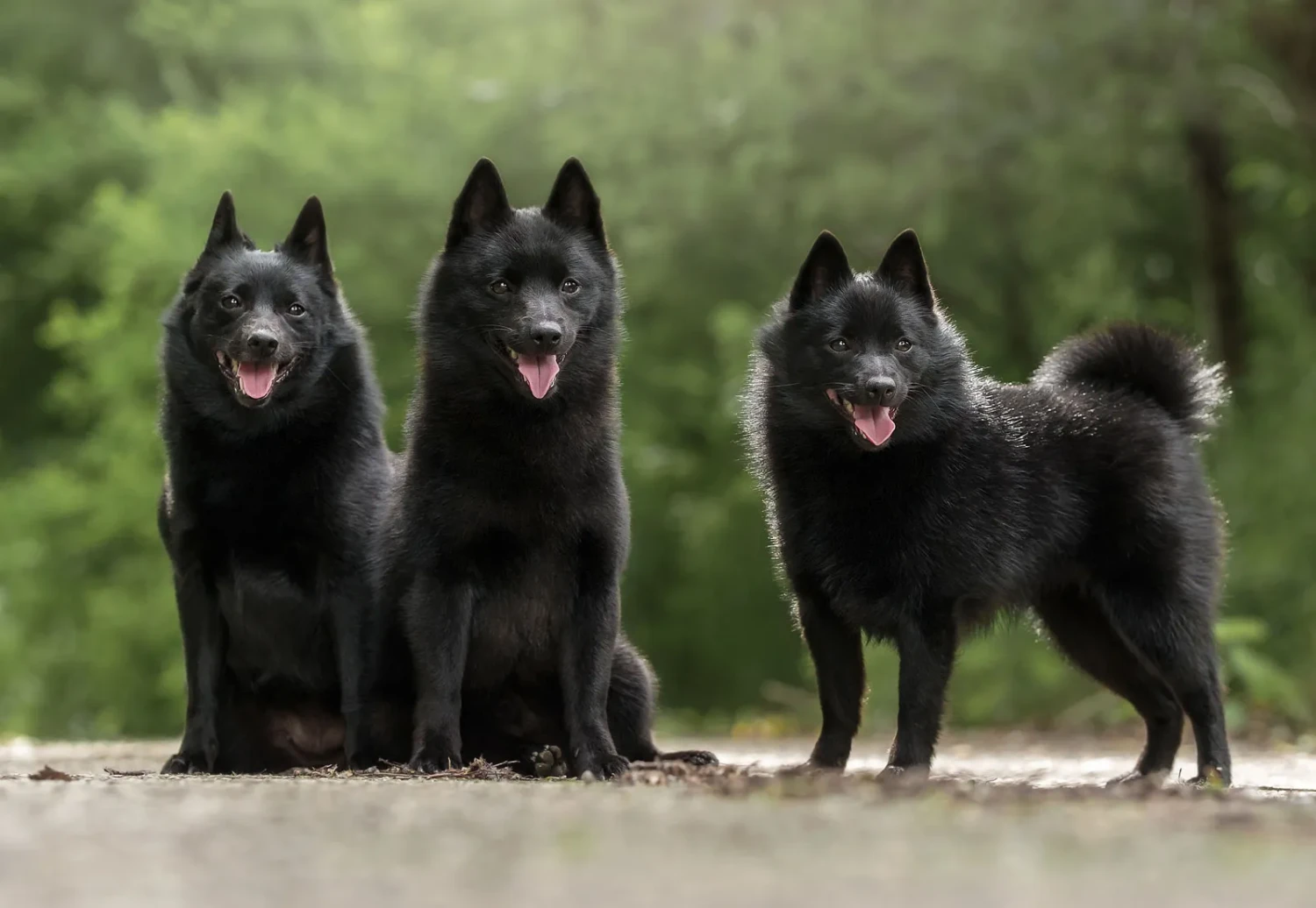 รวม 5 ข้อควรรู้ก่อนเลี้ยง “ชิปเปอร์กี้” หมาดำจอมขยัน ขี้สงสัย ฉลาดเกินไซส์ (อัปเดท 2025)