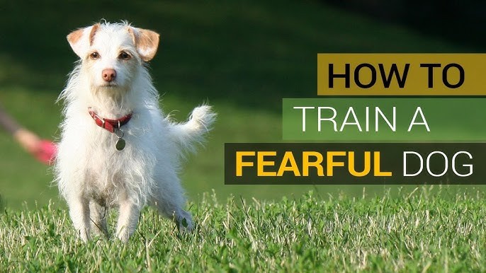 วิถีทาสหมา! 5 วิธีปลุกความมั่นใจในหมาขี้กลัว ไม่ต้องคอยซ่อนตัวใต้เก้าอี้อีกต่อไป (อัปเดท 2025)