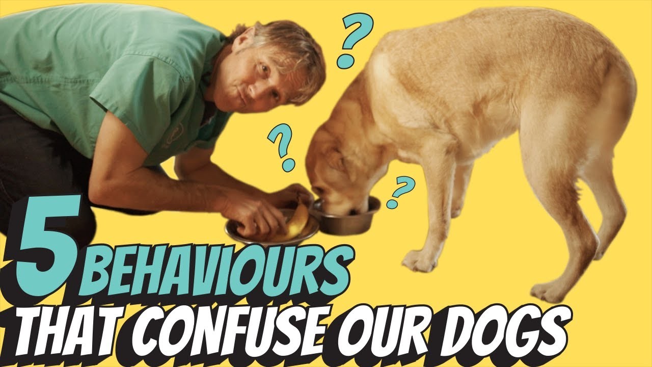 วิถีทาสหมา! 5 สัญชาตญาณที่หมาทำแล้วนุดงง ทั้งที่จริงๆ มันฝังอยู่ใน DNA ตั้งแต่เกิด! (อัปเดท 2025)