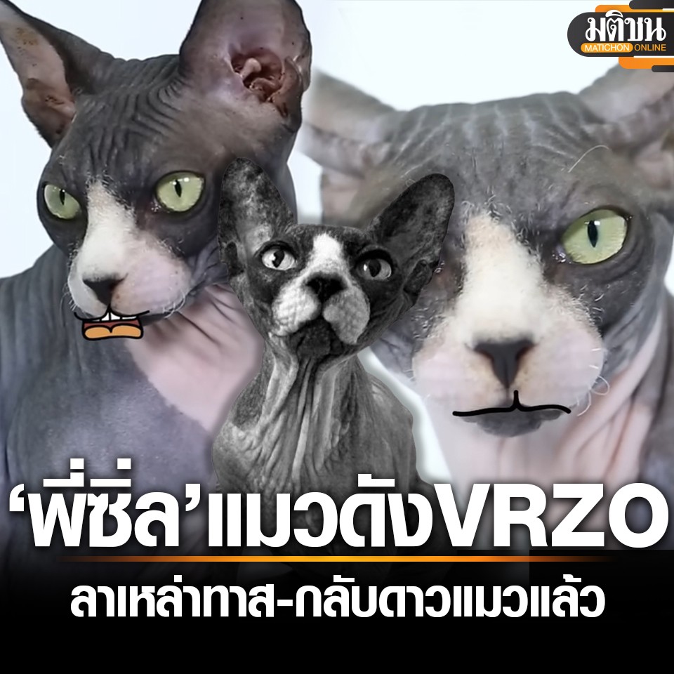 อาลัย “พี่ซิ่ล VRZO” เหมียวเซเลบ ขวัญใจชาวเน็ต กลับดาวแมวแล้วในวัย 11 ปี (อัปเดท 2025)