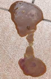 เปิด 5 สถิติน่ารู้ “หมาท้องเสียจากแคมไพโลแบคทีเรีย” เมื่อเชื้อโรคในลำไส้ไม่ใช่เรื่องเล่น (อัปเดท 2025)