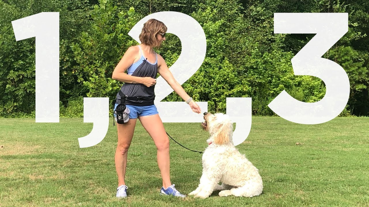 5 เกมฝึกหมาให้คุมอารมณ์ได้ ไม่พุ่ง ไม่แงะ ไม่เห่าเกินเบอร์! 2025 (อัปเดท 2025)