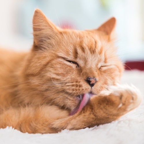 5 เหตุผล! แมวเลียตัวบ่อยไม่ใช่เพราะสะอาดเกิน แต่กำลังส่งสัญญาณบางอย่างที่คุณควรรู้ (อัปเดท 2025)