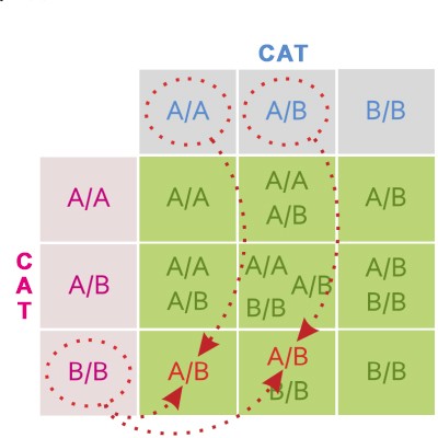 5 ข้อควรรู้! หมู่เลือดแมวไม่ใช่เรื่องเล่น ถ้าไม่ตรงกัน...เสี่ยงถึงชีวิต (อัปเดท 2025)