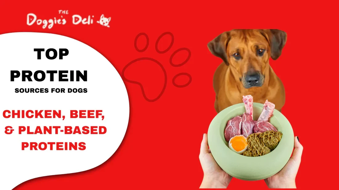 5 เรื่องน่าตกใจเกี่ยวกับ “อาหารสุนัขโปรตีนสูง” ที่เจ้าของหมาไม่เคยรู้ (อัปเดท 2025)