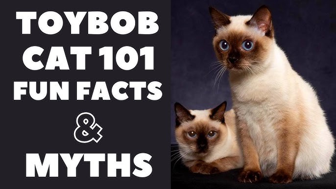 วิเคราะห์แมวจริงจัง 5 ข้อ ทอยบ๊อบ (Toybob) แมวจิ๋วใจใหญ่ที่น่ารักเกินต้าน (อัปเดท 2025)