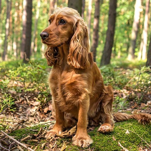 รวม 5 ข้อควรรู้ก่อนเลี้ยง “ค็อกเกอร์ สแปเนียล” หมาหูยาวแสนขี้เล่น ขนสวย ขี้อ้อน และรักคุณแบบไม่พัก (อัปเดท 2025)