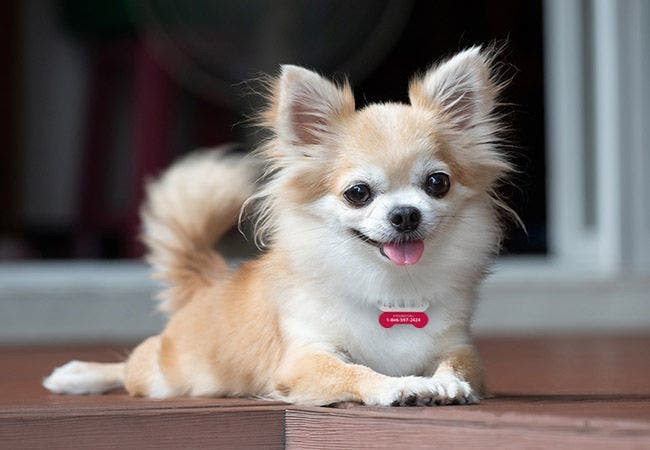 รวม 5 ข้อควรรู้ก่อนเลี้ยง “ชิวาวา” หมาตัวจิ๋วหัวใจโตเท่าบ้าน เสียงดังเกินตัว แต่รักเจ้าของสุดใจ (อัปเดท 2025)