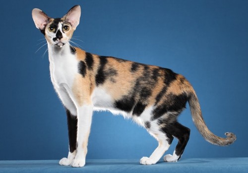 วิเคราะห์แมวจริงจัง 5 ข้อ โอเรียนทอลขนสั้น (Oriental Shorthair) แมวหูกาง ขี้เล่น รักเจ้าของแบบสุดหัวใจ (อัปเดท 2025)