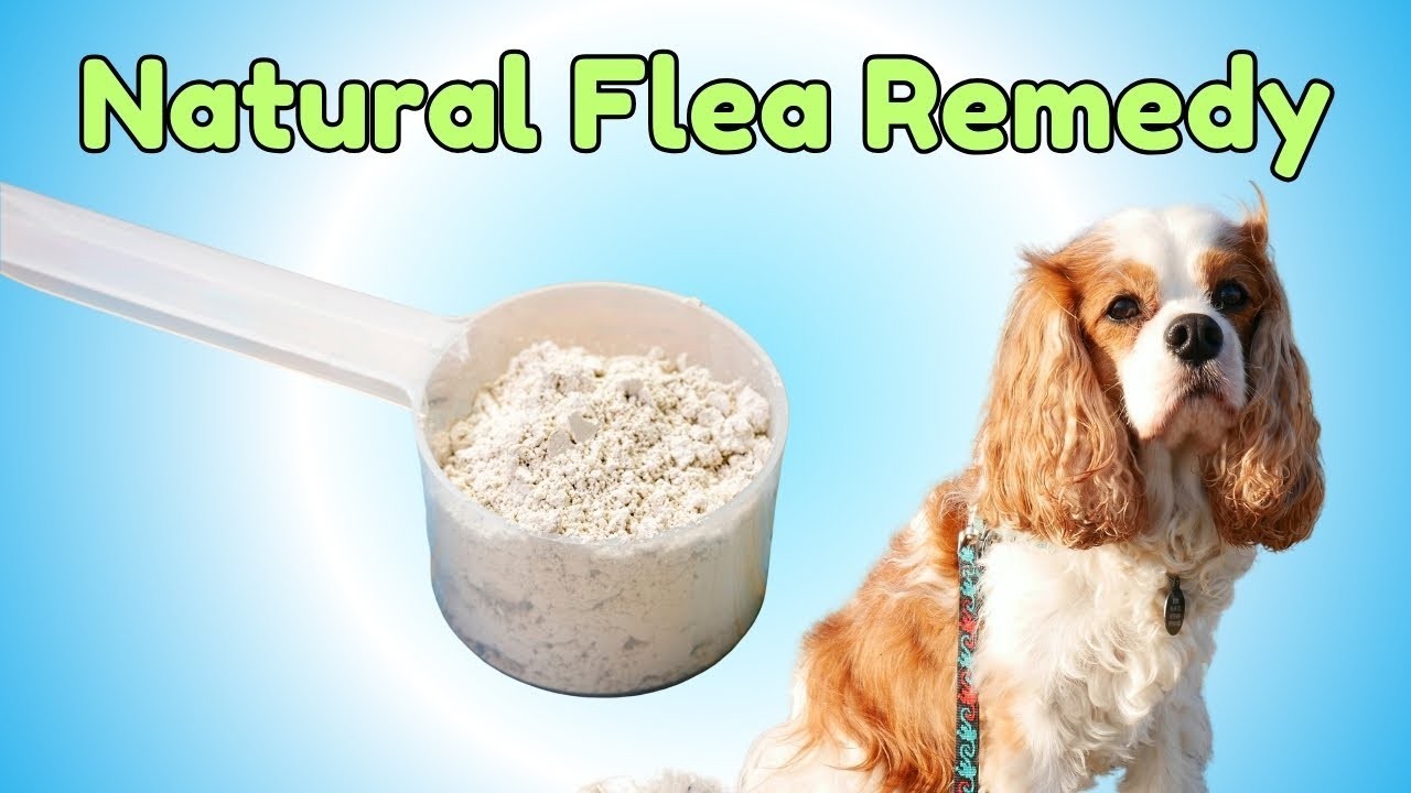 5 เรื่องที่คุณควรรู้ ก่อนใช้ “ผงไดอะตอม” กำจัดหมัดหมาแบบธรรมชาติ (อัปเดท 2025)